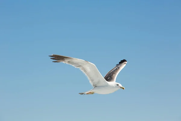 Seagull πτήσης σε καθαρό ουρανό — Φωτογραφία Αρχείου