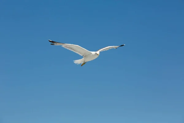 Seagull πτήσης σε καθαρό ουρανό — Φωτογραφία Αρχείου