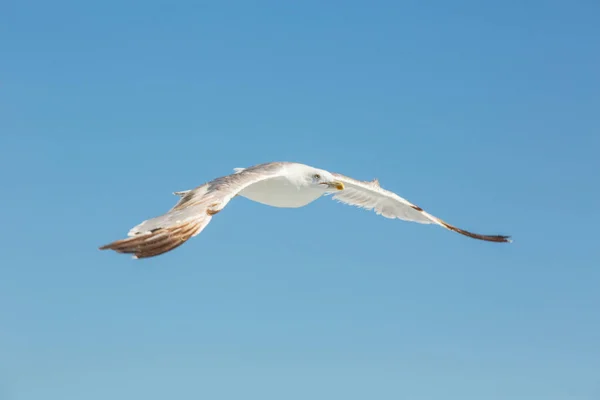 Seagull πτήσης σε καθαρό ουρανό — Φωτογραφία Αρχείου
