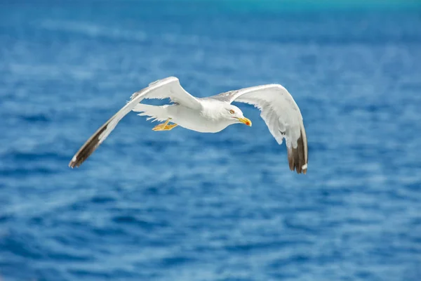 Γλάρος που πετά πάνω από τη θάλασσα — Φωτογραφία Αρχείου