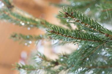 Yeşil su damlaları ile Ladin yakın çekim