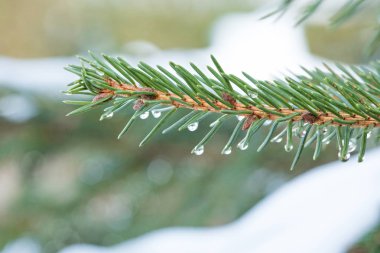 Yeşil su damlaları ile Ladin yakın çekim