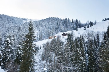 Alpleri'nde kış orman