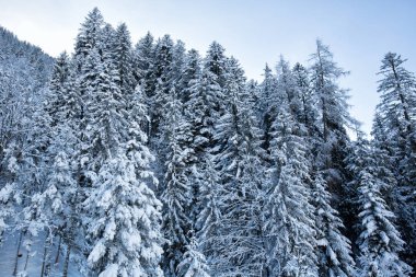 Alpleri'nde kış orman