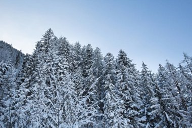Alpleri'nde kış orman