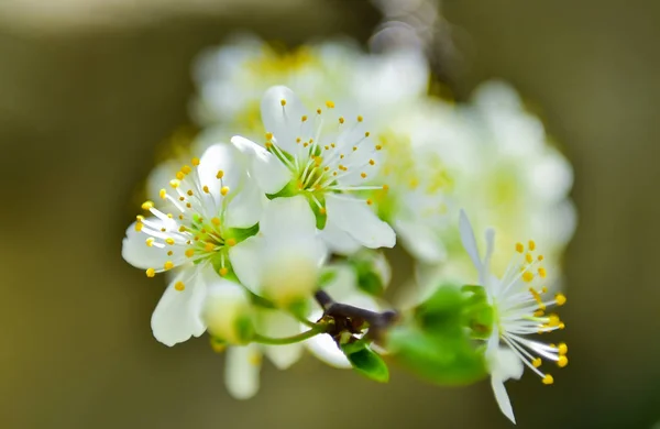 Frühlingsblumen; Wiederbelebung des Frühlings — Stockfoto