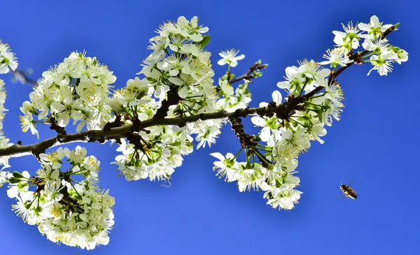 Obstbaumblüten; Frühling und Schönheit — Stockfoto