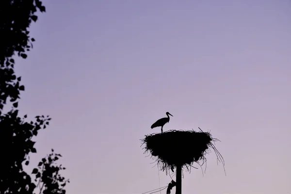Гнездо аиста — стоковое фото