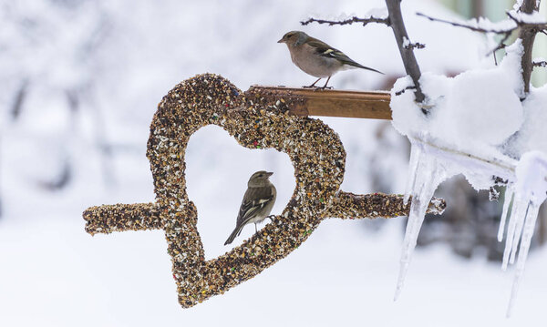 winter birds and love the concept