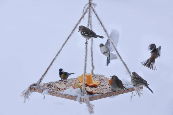 Yabani kuşlar için hazırlanan sunu — Stok fotoğraf