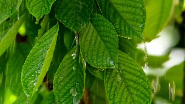 폭우와 잎 — 비디오