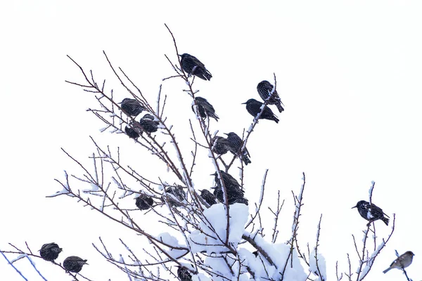 Starlings ve kalan kış sezonu için açık — Stok fotoğraf