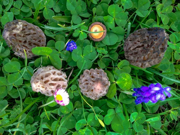 Waardevolle en zeldzame eetbare paddestoelen — Stockfoto