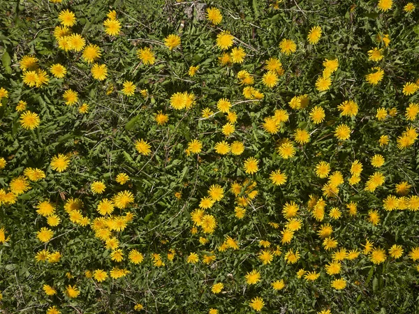 Textura de flores de dente-de-leão e primavera — Fotografia de Stock