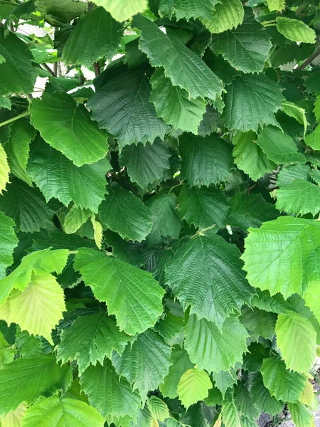Nocciola e foglie — Foto Stock
