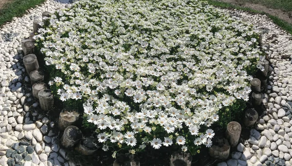 Daisy blommor i parker och trädgårdar koncept — Stockfoto