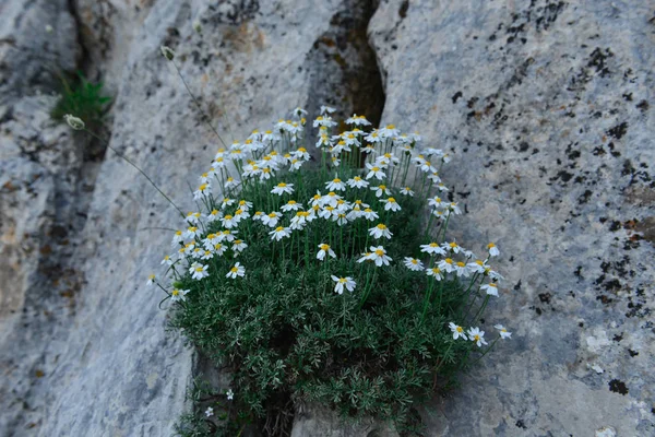 Camomille sauvage qui pousse sur les rochers — Photo