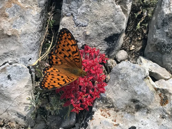 Farfalla arancione sul fiore insanguinato — Foto Stock