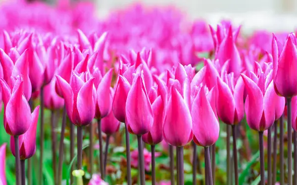 Abbondanti fiori viola Tulipano — Foto Stock