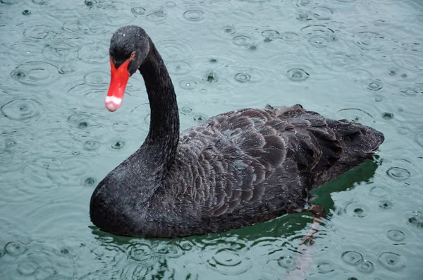 Ładna Black Swan w stawie — Zdjęcie stockowe