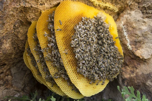 Naturlig ekologisk honung — Stockfoto