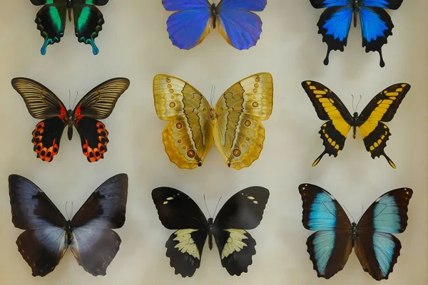 Raccolta Farfalle Ricca Varietà — Foto Stock