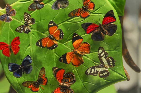 Raccolta Farfalle Ricca Varietà — Foto Stock