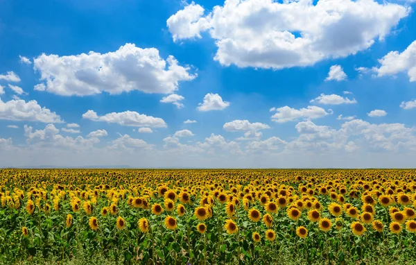 Campo Girassol Cultivo Girassol — Fotografia de Stock