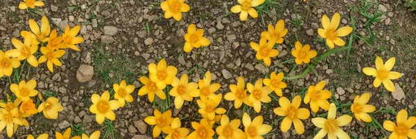 Żółte Kwiaty Krokus Obszary Upraw — Zdjęcie stockowe