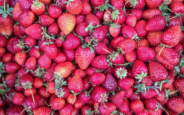 天然和生产性草莓收获 — 图库照片