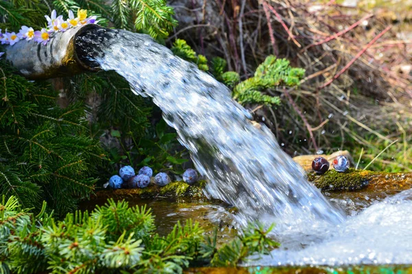 Fülle Von Springbrunnen Frühling — Stockfoto