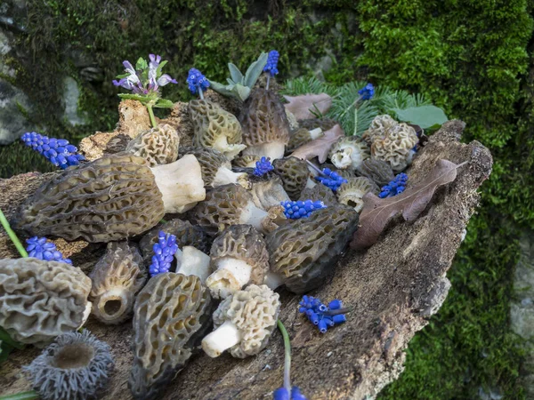 Natuurlijke Kostbare Paddestoel Type Verzamelen Van Tijd — Stockfoto