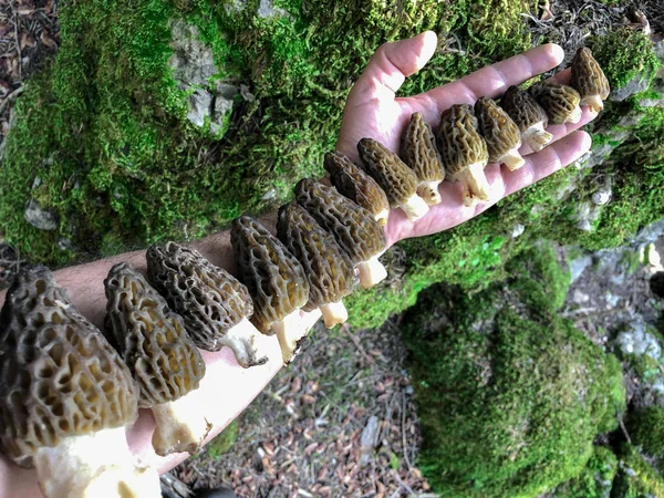 Funghi Spugnola Naturali Alta Qualità — Foto Stock