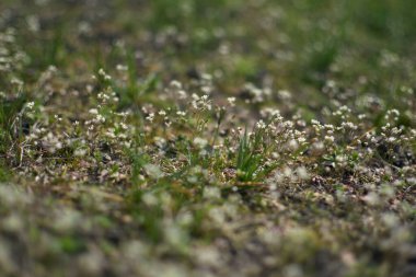Arka planda bulanık, çimenlerdeki küçük kıvrımlı akıntılar. Asgari konsept. Kadınlar Günü, Anneler Günü, Sevgililer Günü, Paskalya, doğum günü. Doğa arkaplanı.