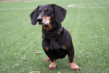 Mutlu siyah-kahverengi dachshund portresi. Dachshund cinsi, sosisli sandviç, Dachshund yürüyüşü. Yaz arkaplanındaki köpek.