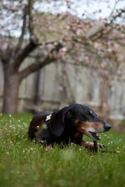 Happy old black-brown dachshund portrait. Dachshund breed, sausage dog, Dachshund on a walk. Dog at summer background.