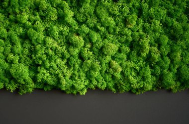 Ren geyiği yosununun doğal dokusu. Duvarda dekoratif yeşil yosun bitkisi. Kopya alanı olan bir arkaplan. Görüntü organik maddeden. Ofis biçimi, iç tasarım elemanları.