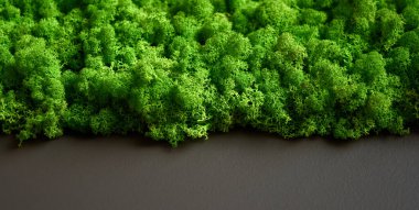 Ren geyiği yosununun doğal dokusu. Duvarda dekoratif yeşil yosun bitkisi. Kopya alanı olan bir arkaplan. Görüntü organik maddeden. Ofis biçimi, iç tasarım elemanları.