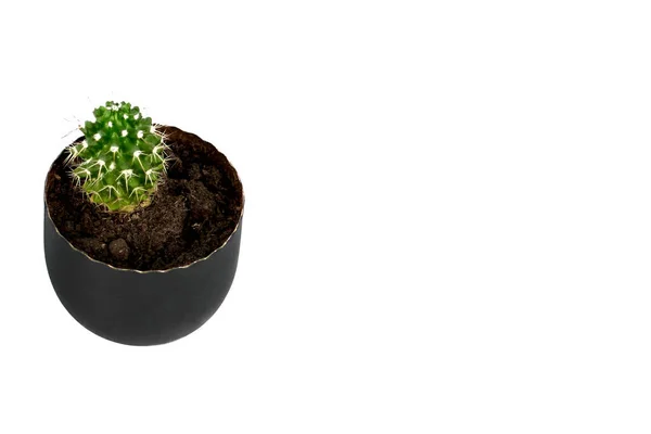 Plante décorative de mousse dans un pot sombre isolé sur fond. Succulent et cactus. Espace de copie . — Photo