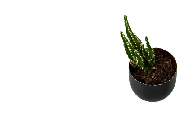 Pianta di muschio decorativo in vaso scuro isolato su con sfondo. Succulento e cactus. Copia spazio . — Foto Stock