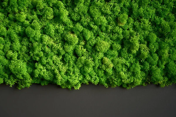 Ren geyiği yosununun doğal dokusu. Duvarda dekoratif yeşil yosun bitkisi. Kopya alanı olan bir arkaplan. Görüntü organik maddeden. Ofis biçimi, iç tasarım elemanları.