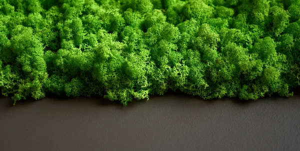 Ren geyiği yosununun doğal dokusu. Duvarda dekoratif yeşil yosun bitkisi. Kopya alanı olan bir arkaplan. Görüntü organik maddeden. Ofis biçimi, iç tasarım elemanları.