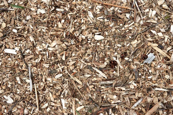 Szyszki Jodłowe Sosnowe Tło Tekstury Podłoga Leśna Zielonym Mchem Gałązkami — Zdjęcie stockowe