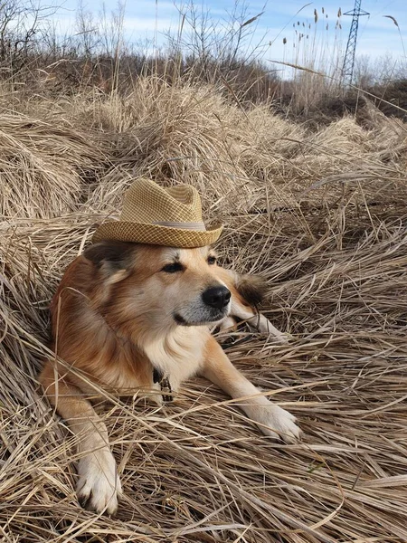 Rød Hund Hat Naturen - Stock-foto