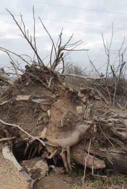 Ağaç kökleri korkutucudur.