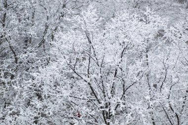 Kar, ağaçtaki kar, ağaçtaki kar, ağaçtaki yumuşak kar, kış, beyaz, siyah, kasaba, şehir, kartpostal