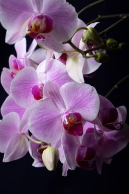 Koyu arkaplanda pembe orkide çiçekleri