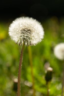 Sıradan karahindiba - olgun meyveler