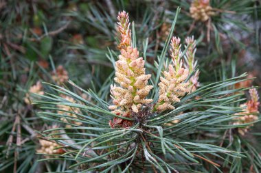 Çiçekli kozalaklar - erkek çiçek