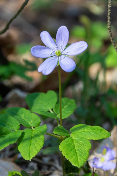 Anemone hepatikası - orman çiçeği